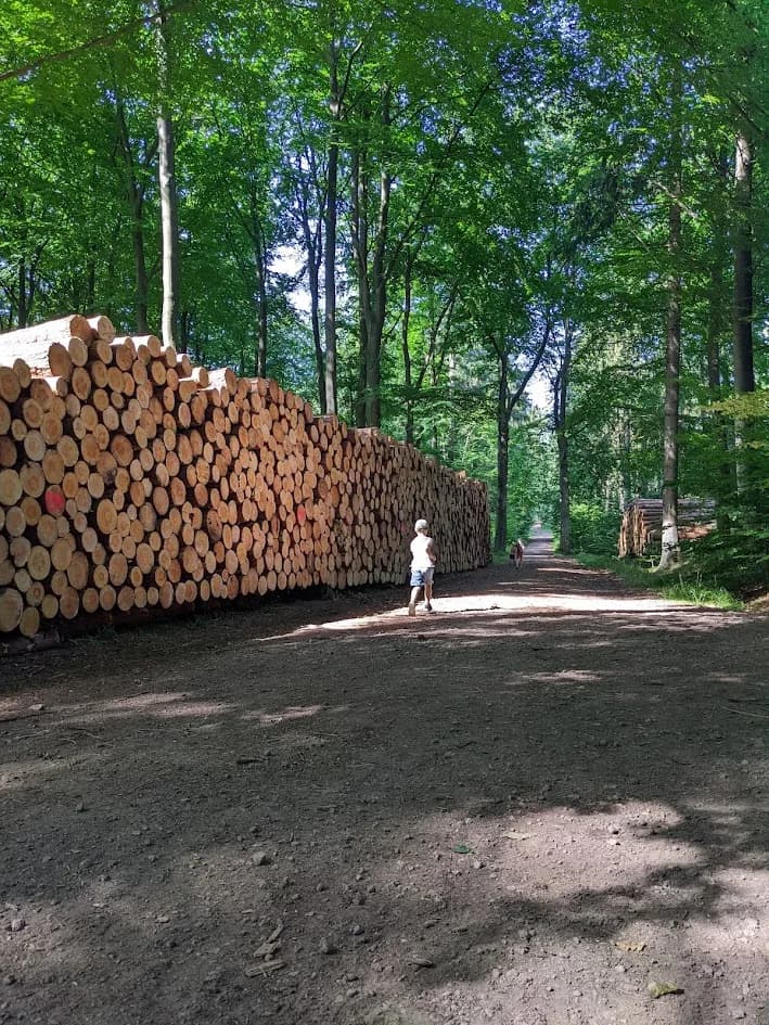 Waldlehrpfad Buchwedel & Hochzeitswald Stelle
